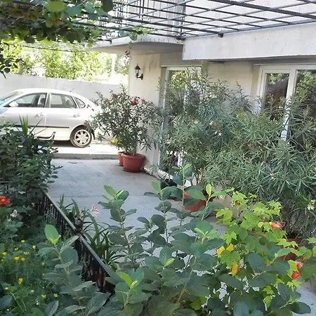 Dracena Ράβντα